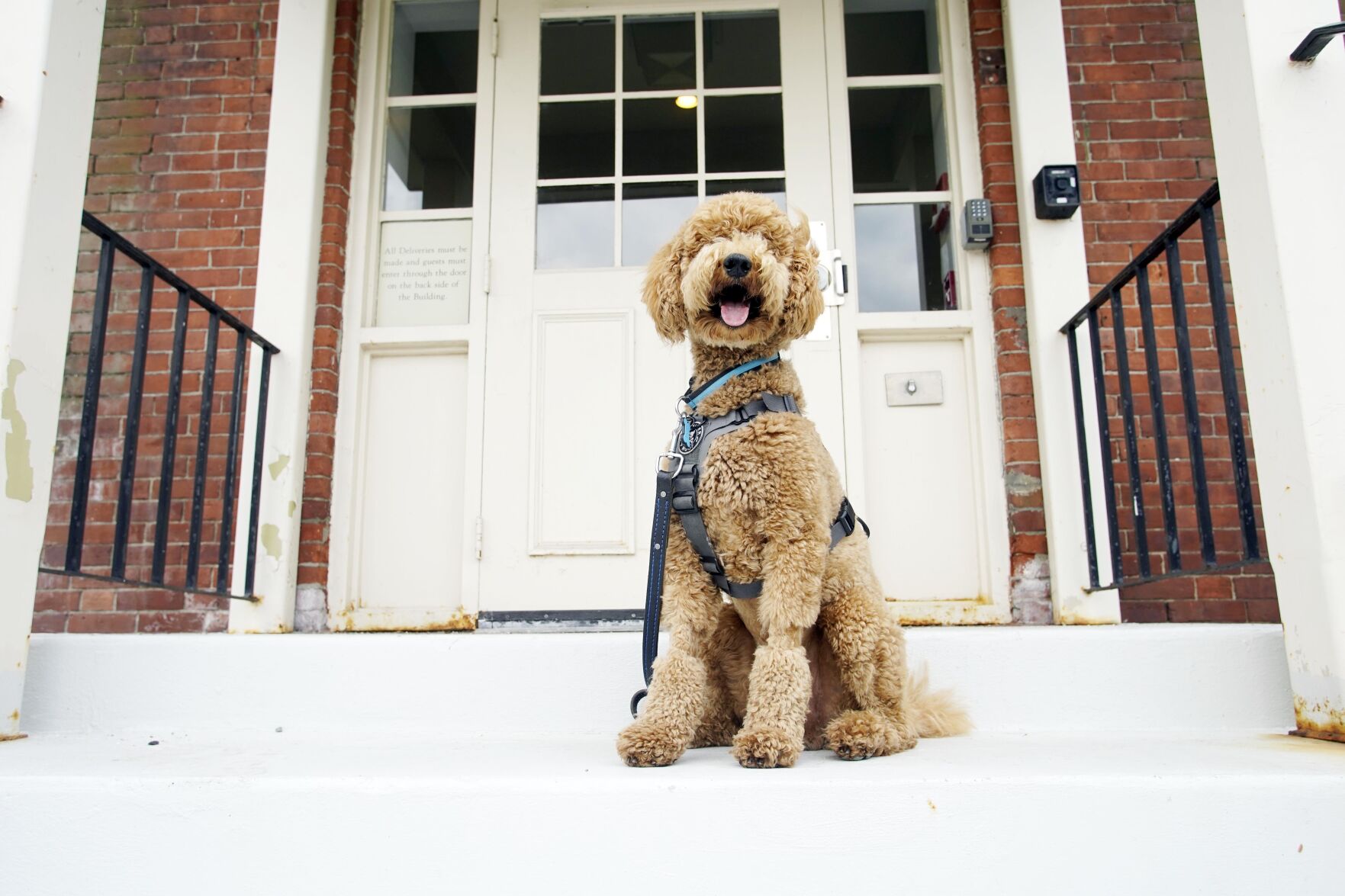 Winston is a poodle